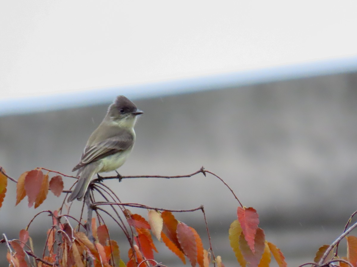 Eastern Phoebe - ML274581651