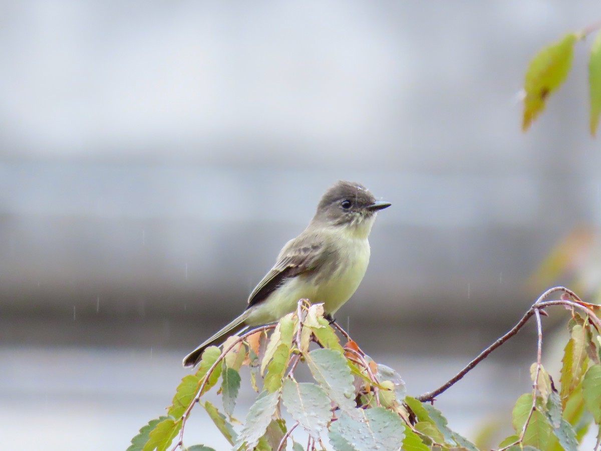 Eastern Phoebe - ML274581681