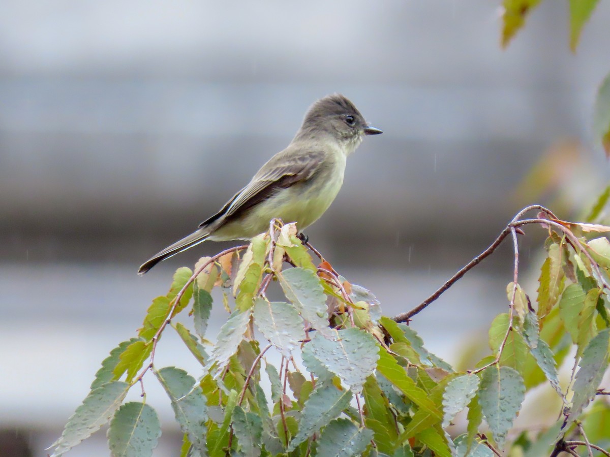 Eastern Phoebe - ML274581711