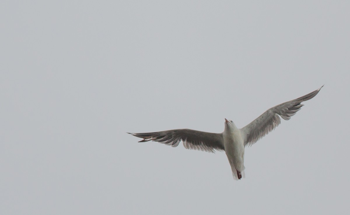 Gaviota Plateada - ML274581981