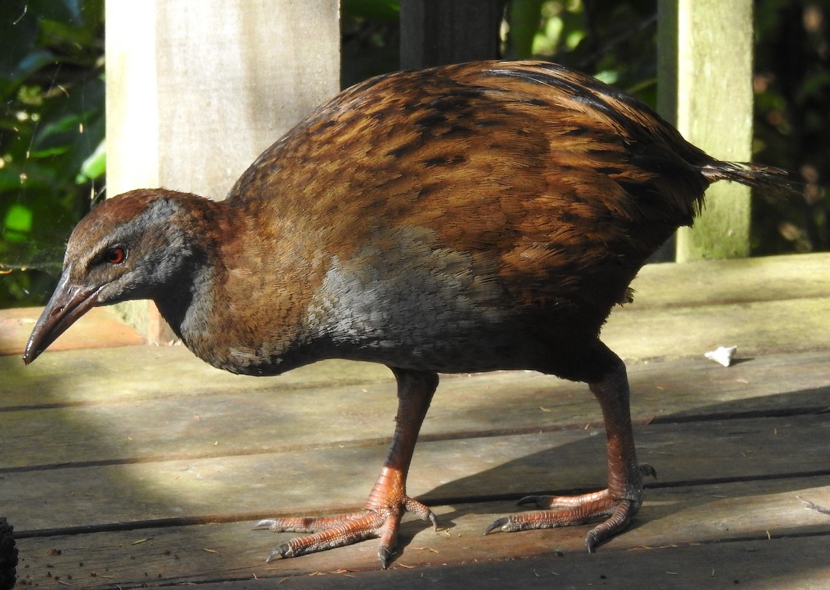 Weka - ML274583941