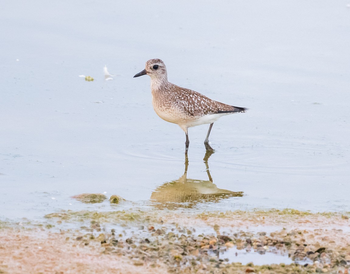 Black-bellied Plover - Mary McSparen