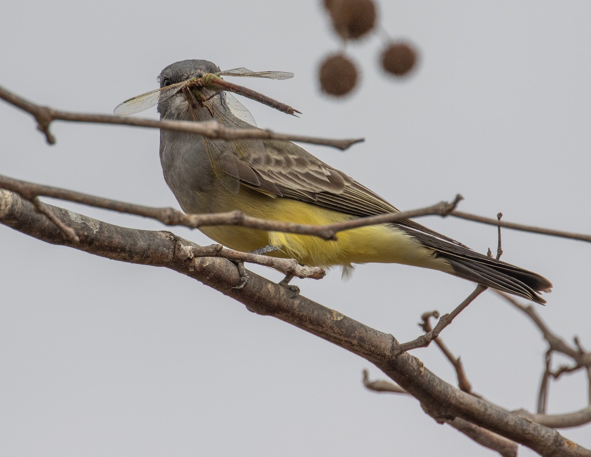 Cassin's Kingbird - Chris Tosdevin