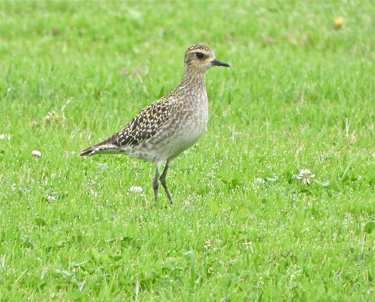 Pluvier fauve - ML274586021