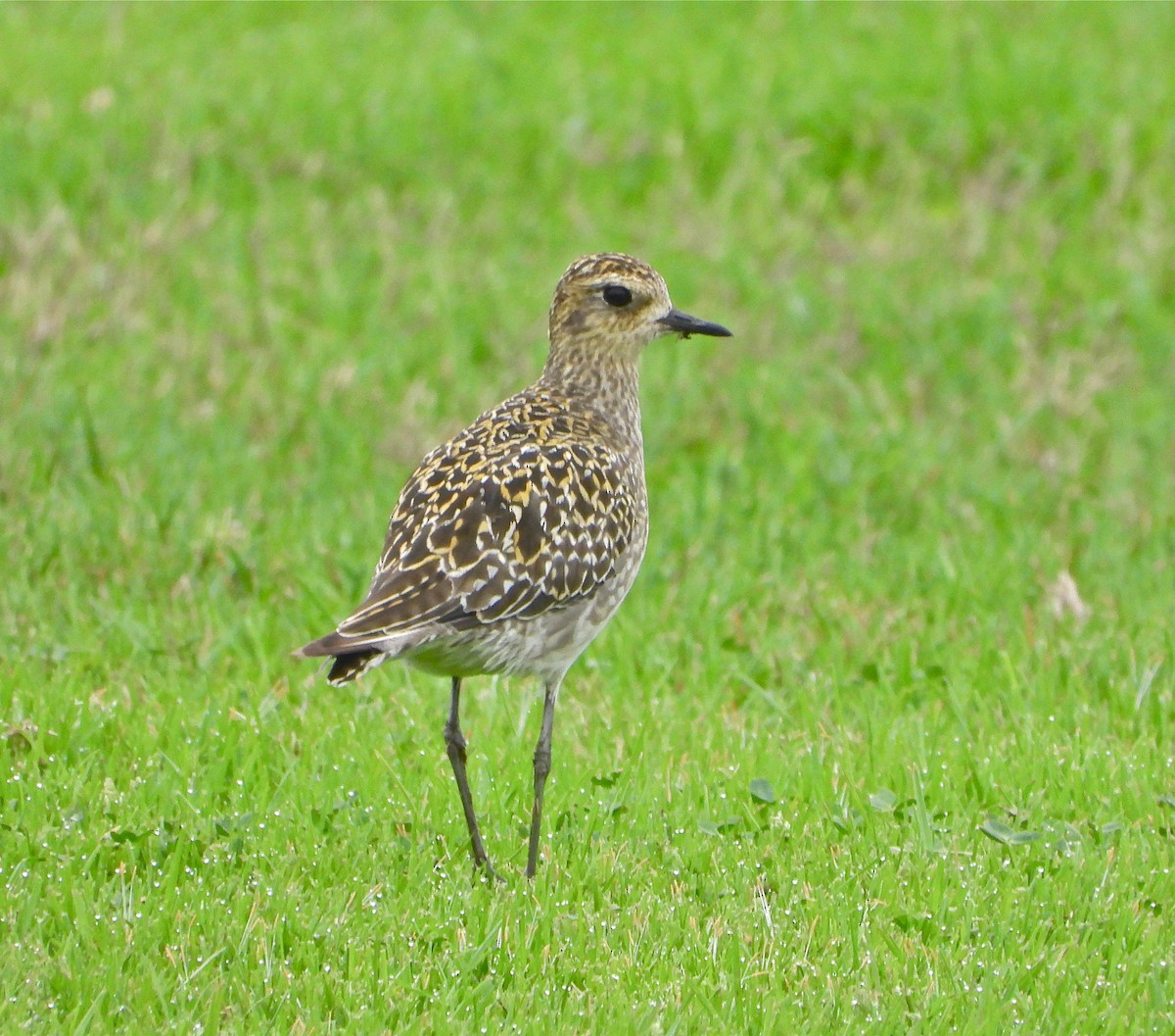 Pluvier fauve - ML274586131