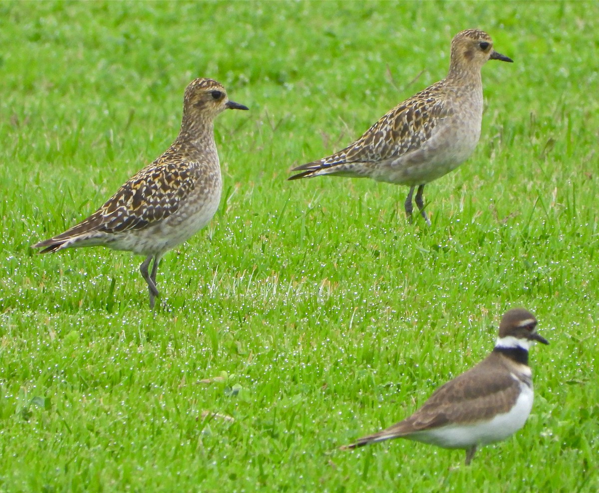 Pluvier fauve - ML274586161