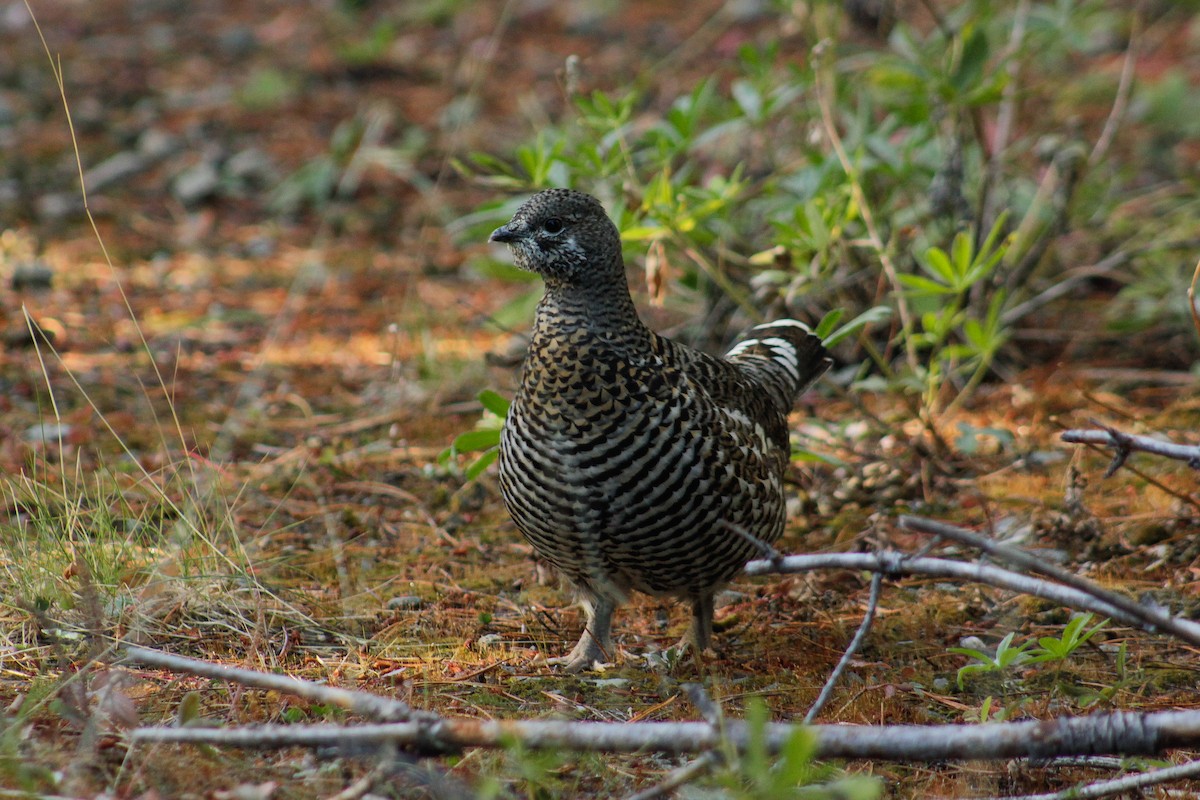 Spruce Grouse - ML274587351