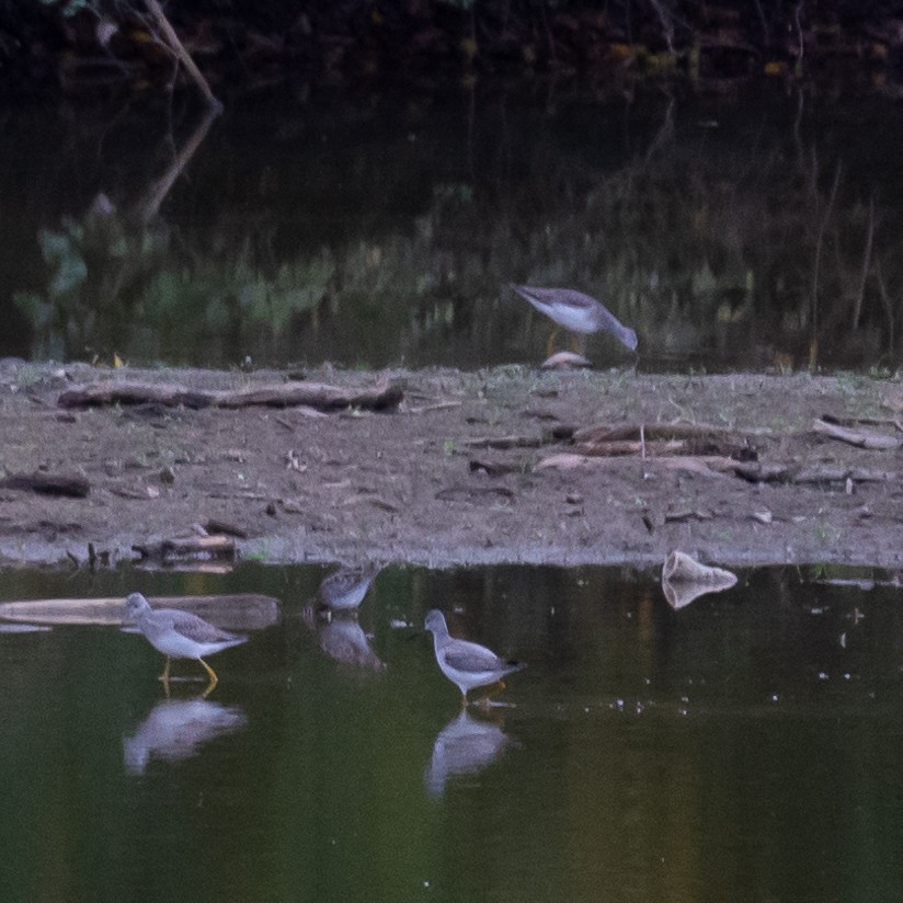 Greater Yellowlegs - ML274587891