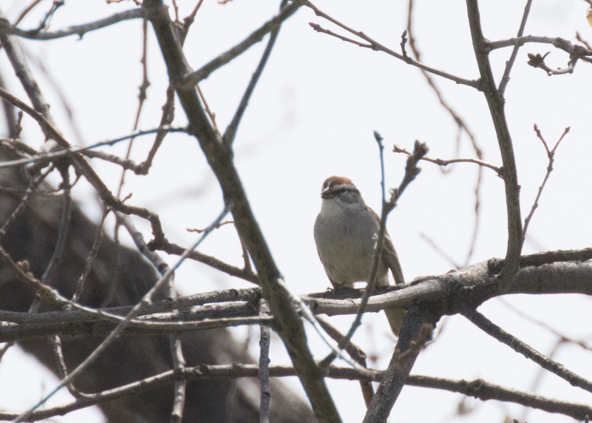 Chipping Sparrow - ML27458821