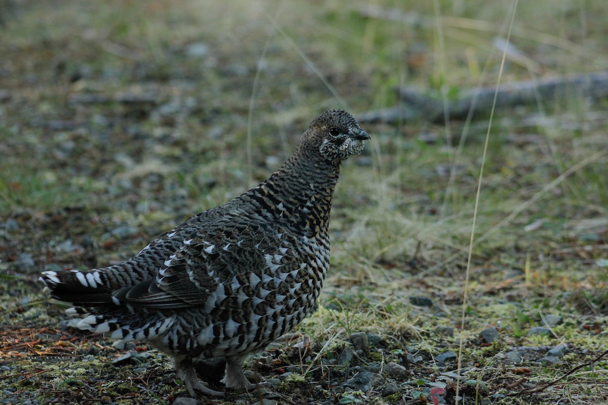 Spruce Grouse - ML274589571