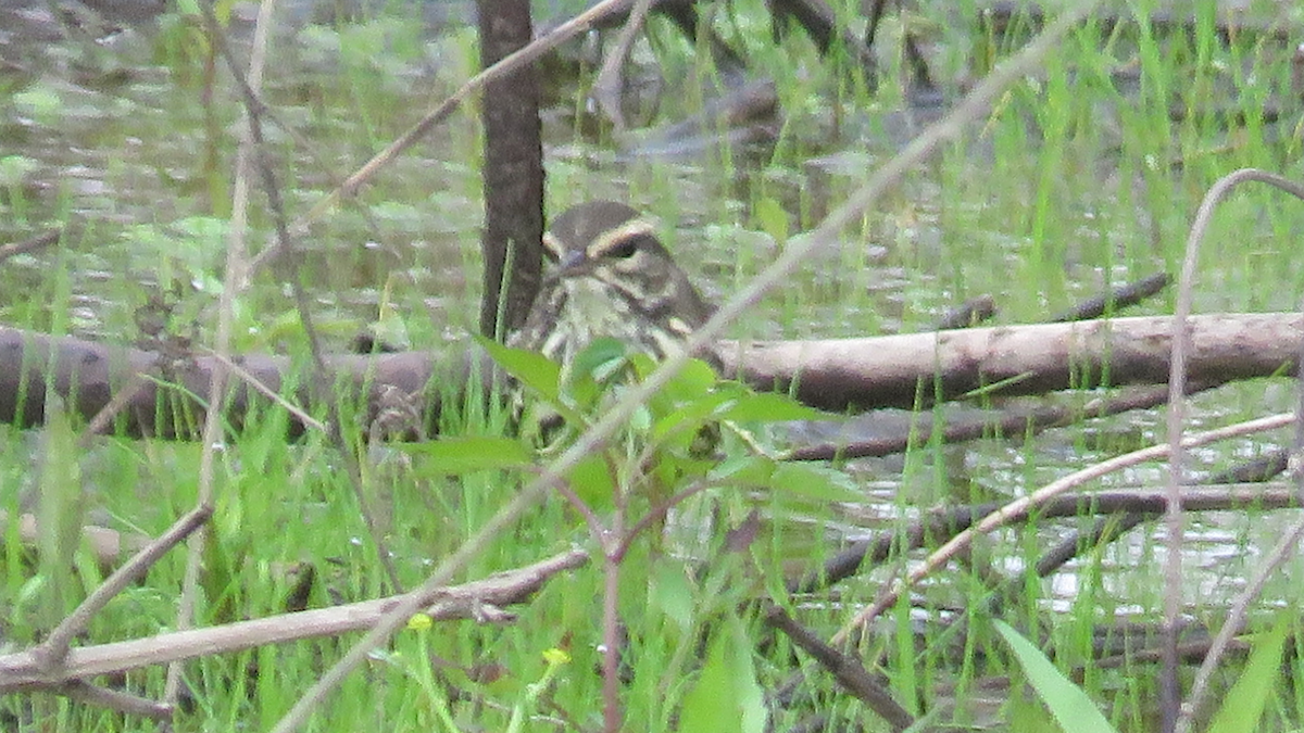 Northern Waterthrush - ML27459041