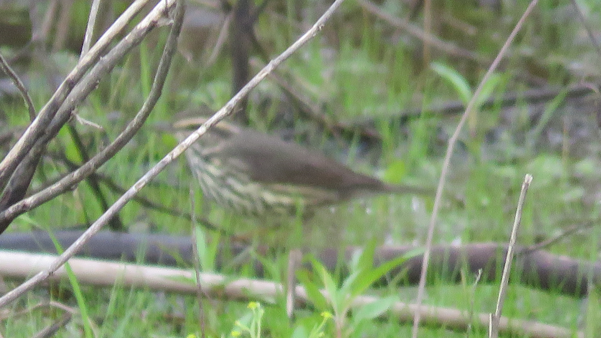Northern Waterthrush - ML27459051