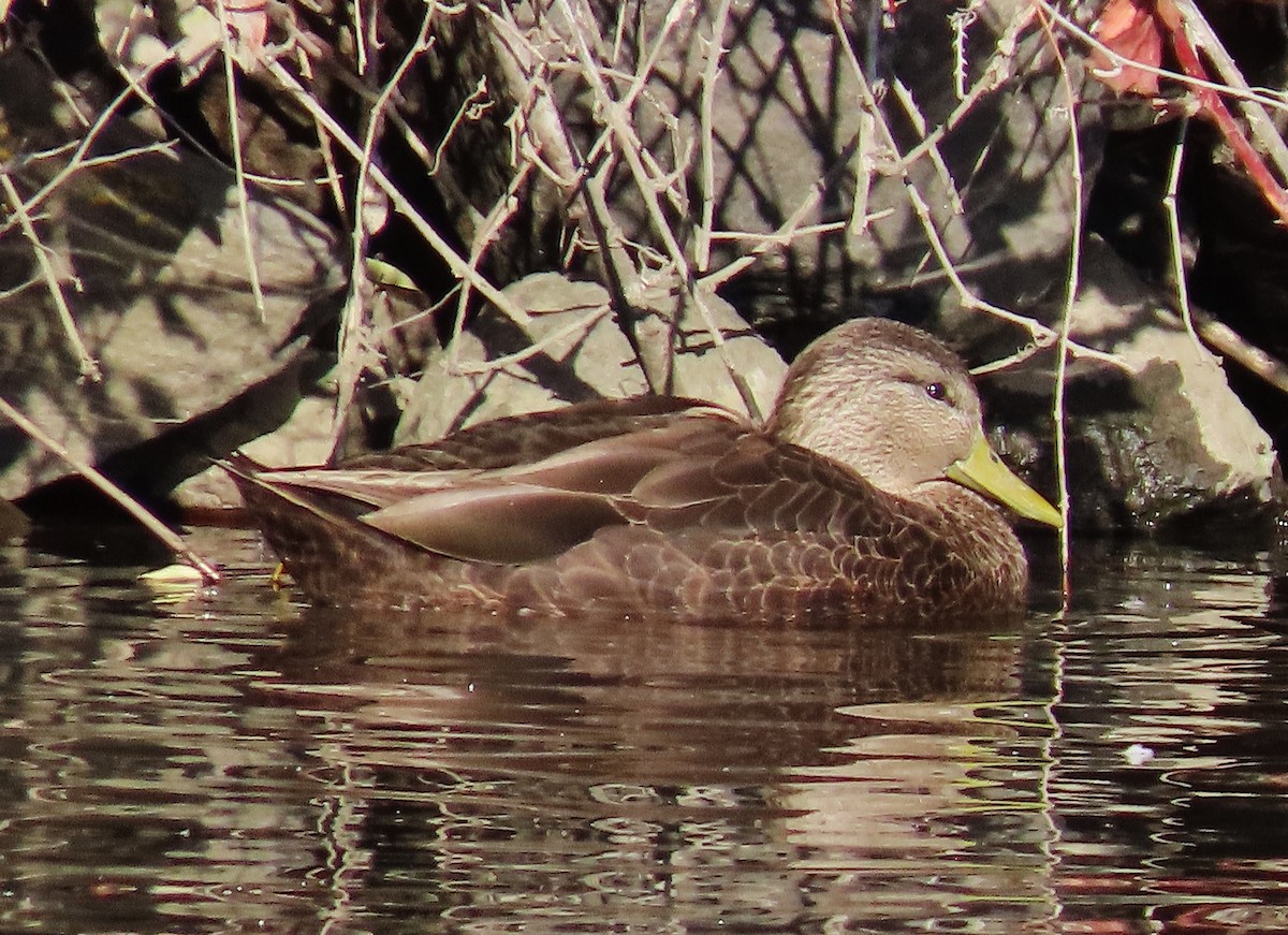 American Black Duck - Craig Johnson