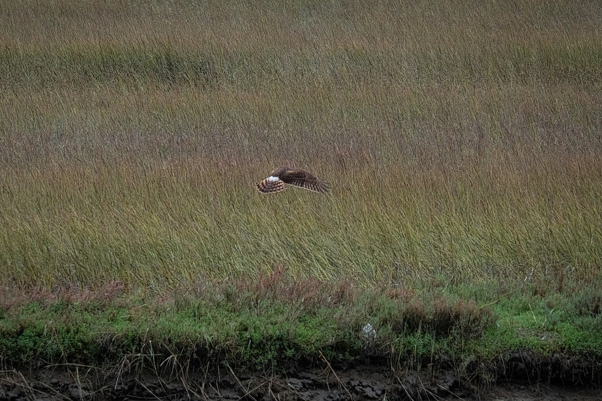 Northern Harrier - ML274591861