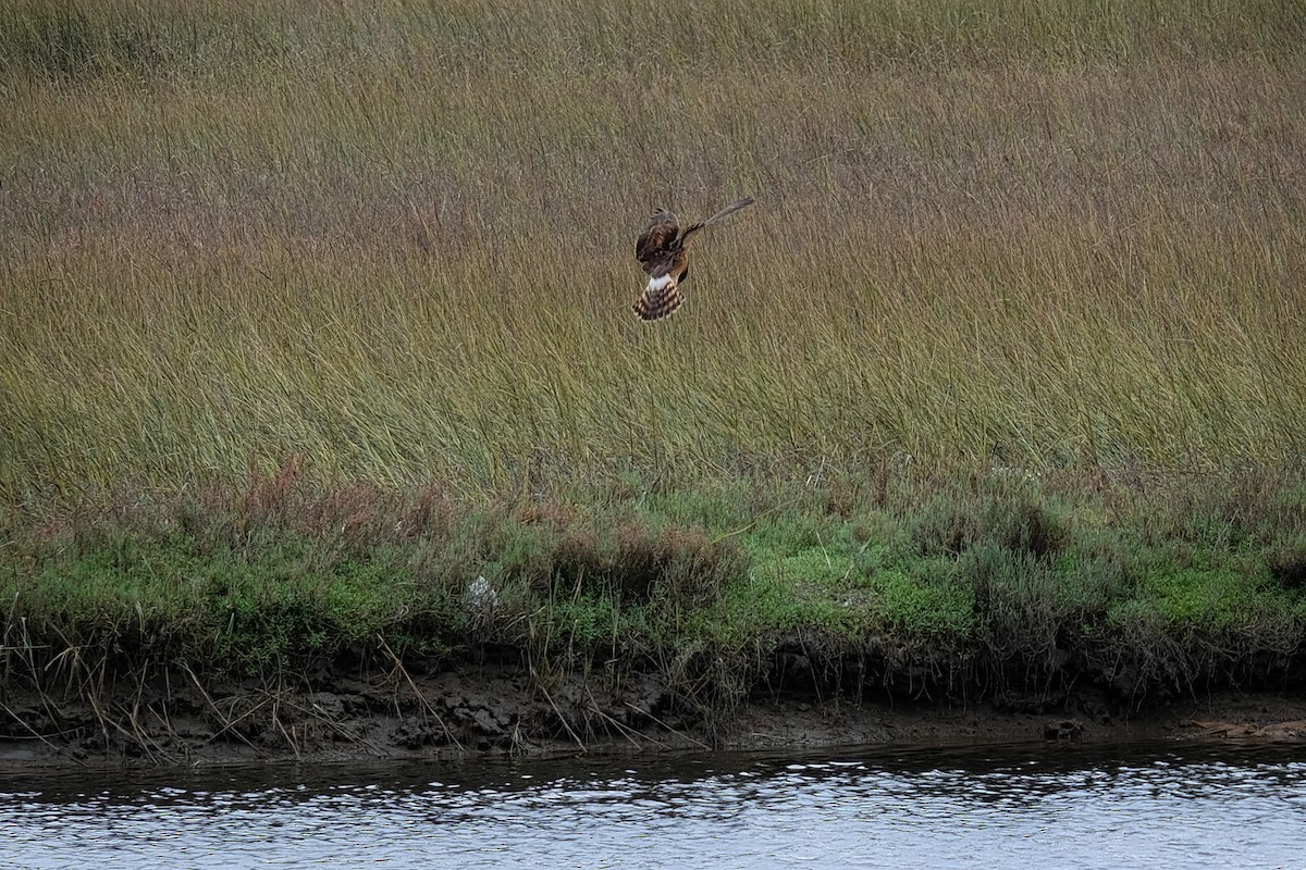 Northern Harrier - ML274591871