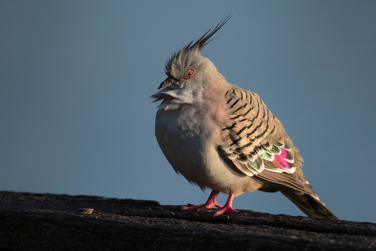 Crested Pigeon - Terence Alexander