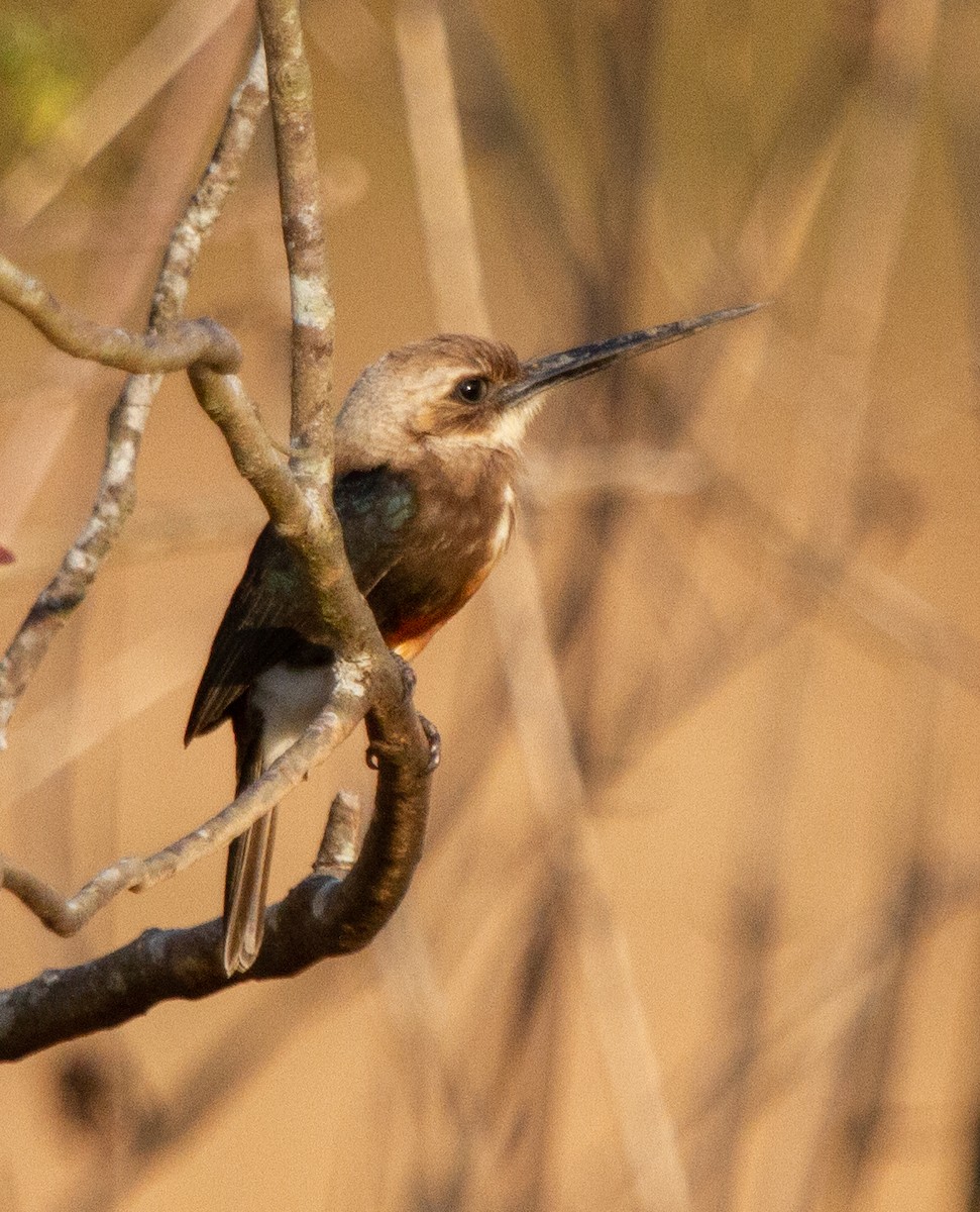 Jacamar à tête pâle - ML274592381