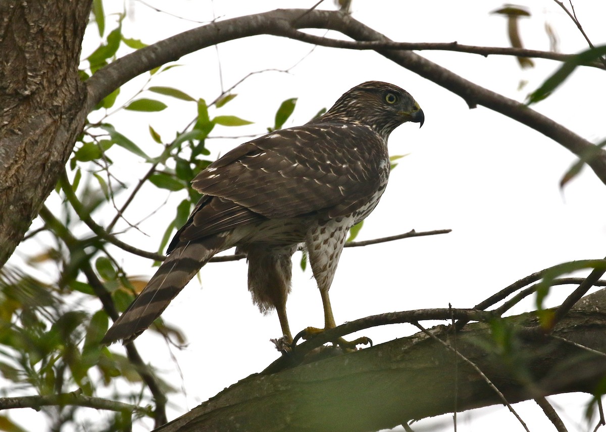 Cooper's Hawk - ML274592961