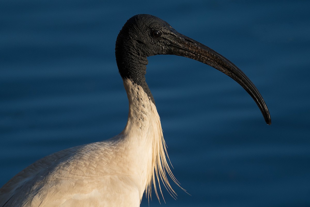 ibis australský - ML274593401