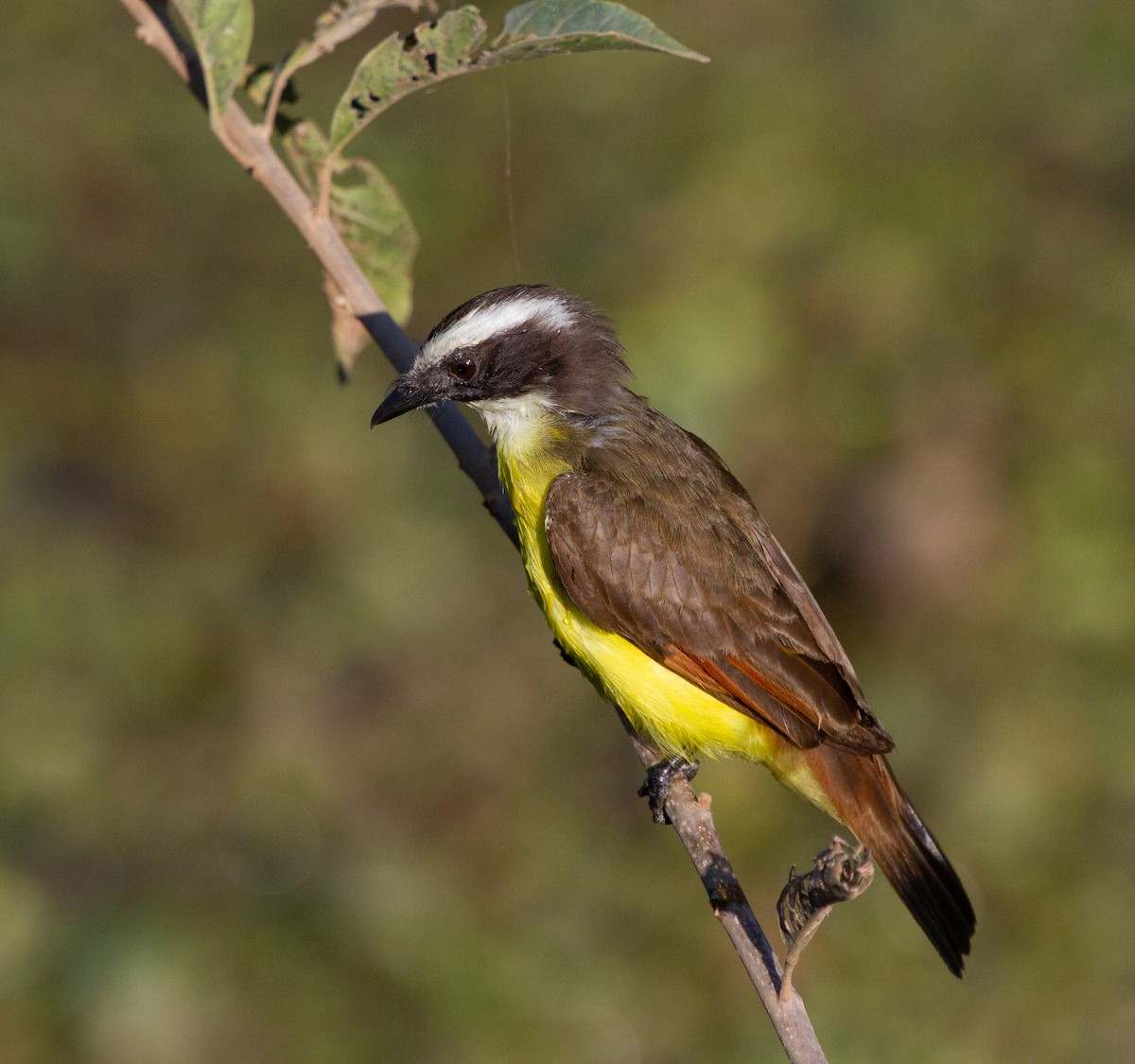 Great Kiskadee - ML274595011