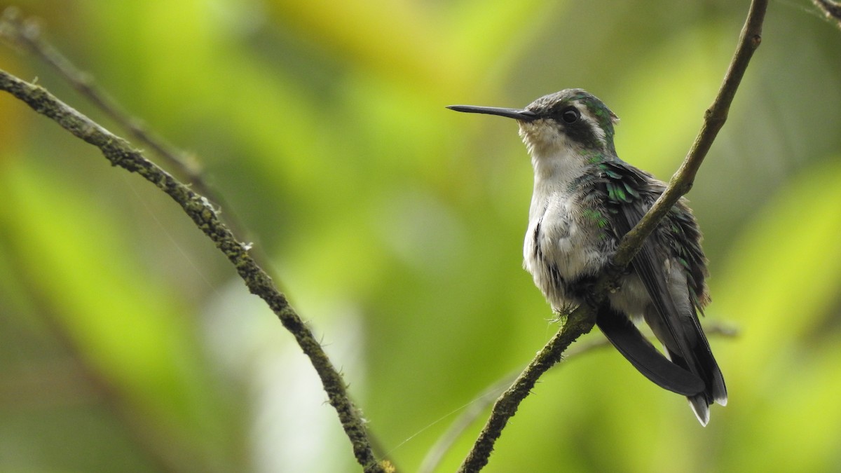 Short-tailed Emerald - Fernando Ibáñez Barbosa