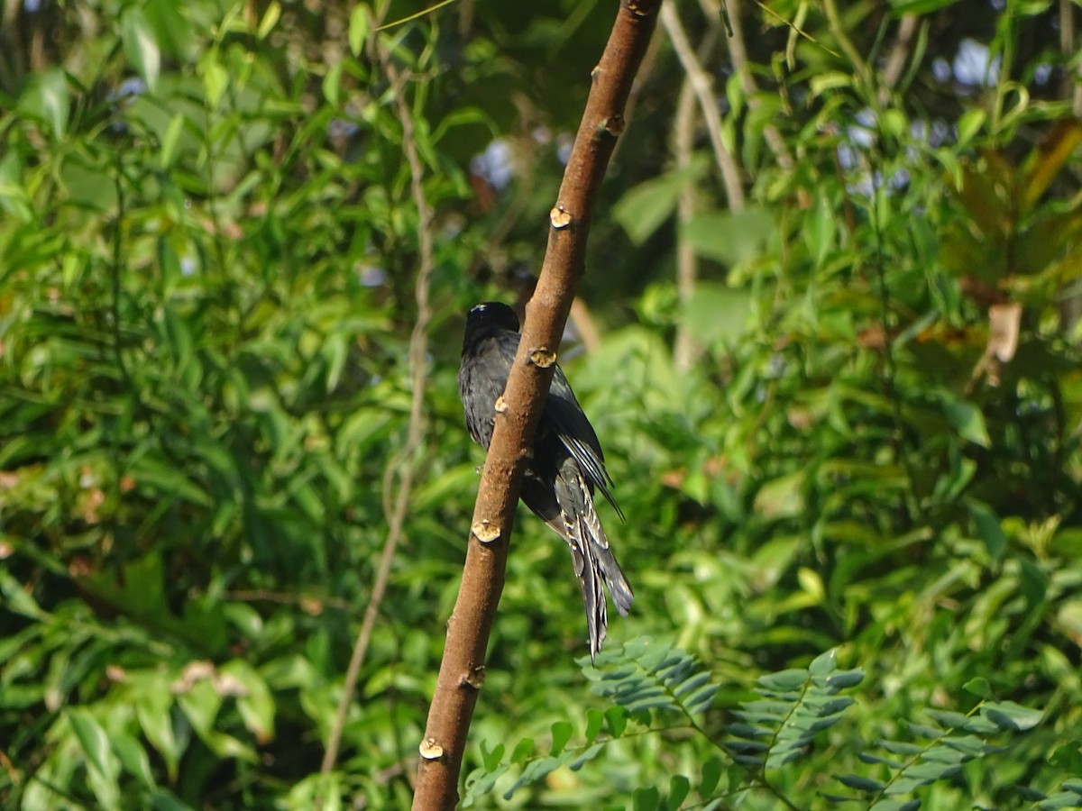 Fork-tailed Drongo-Cuckoo - ML274596601