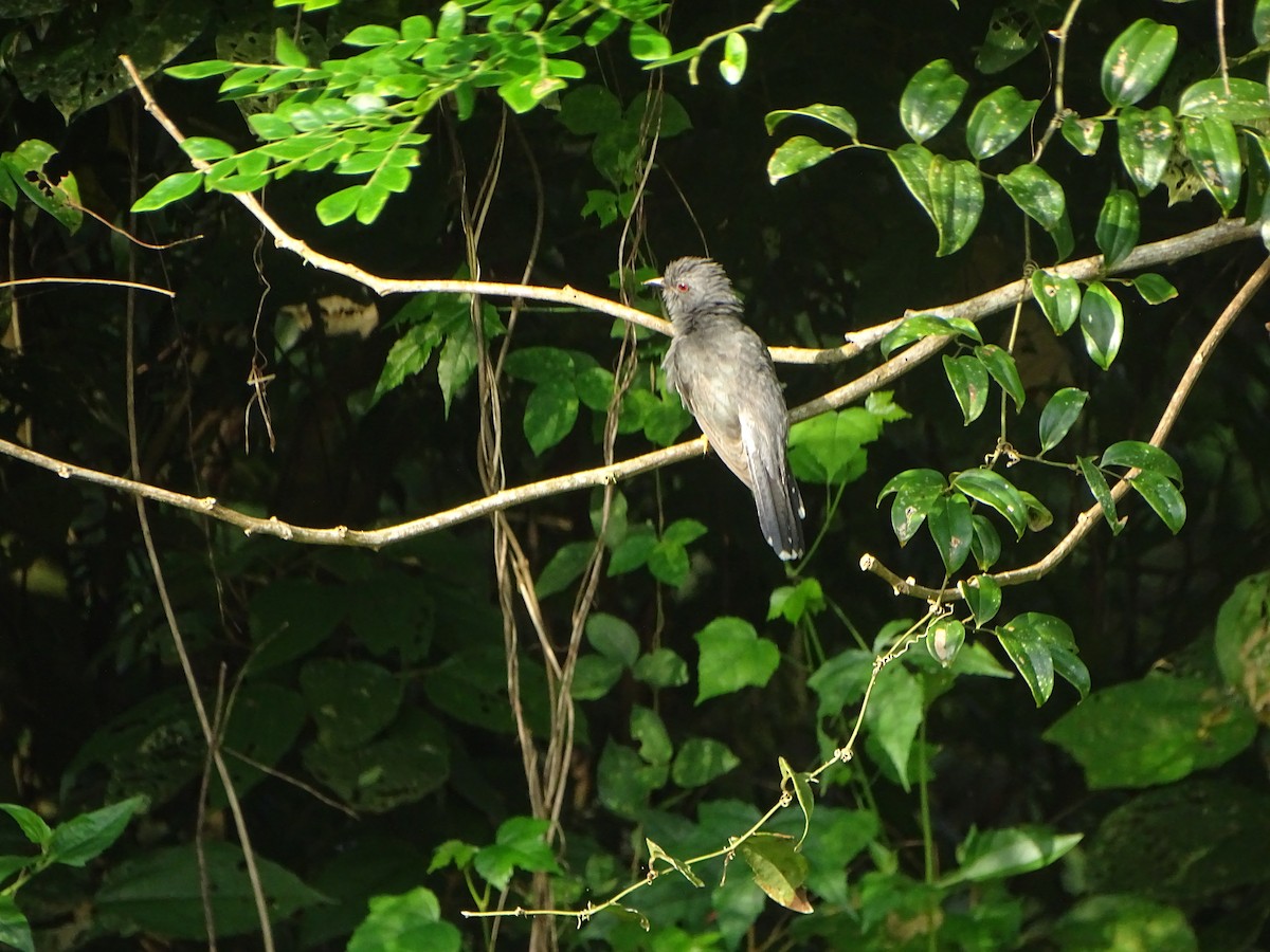 Gray-bellied Cuckoo - ML274596661