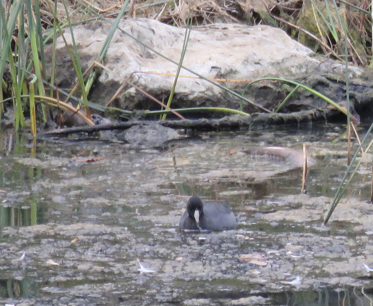 American Coot - George Chrisman