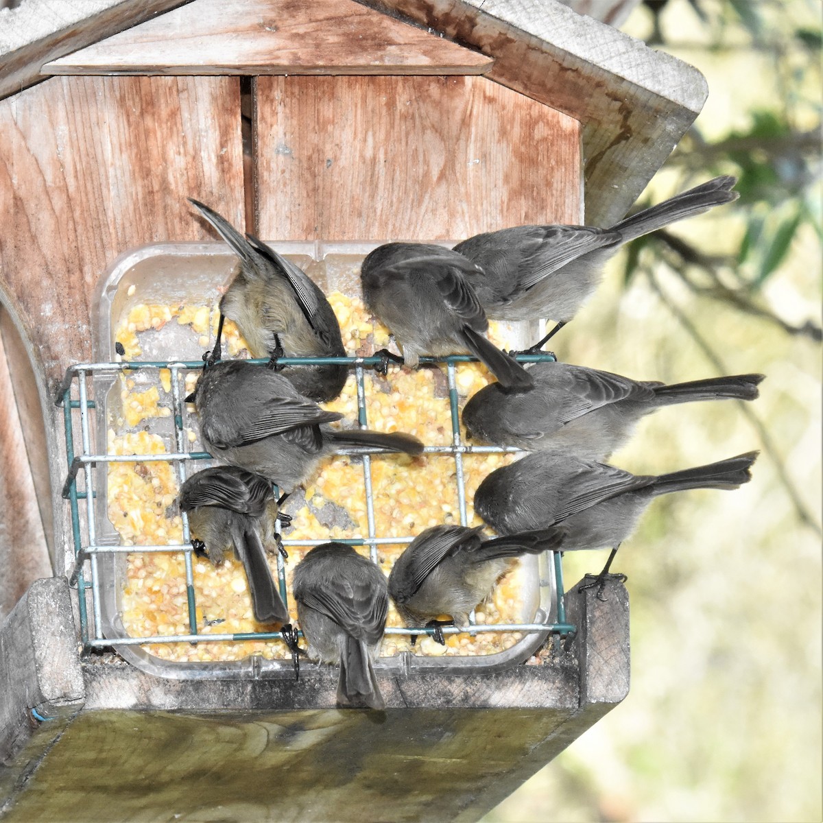 Bushtit - Michael I Christie