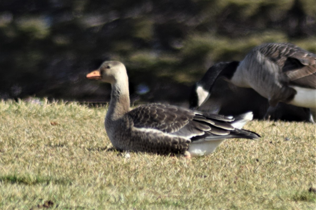 Greater White-fronted Goose - ML274599261