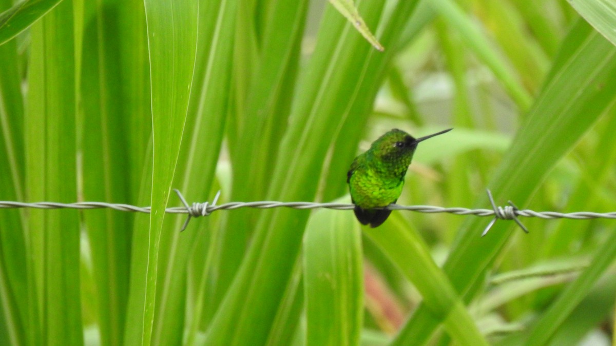 Short-tailed Emerald - Fernando Ibáñez Barbosa