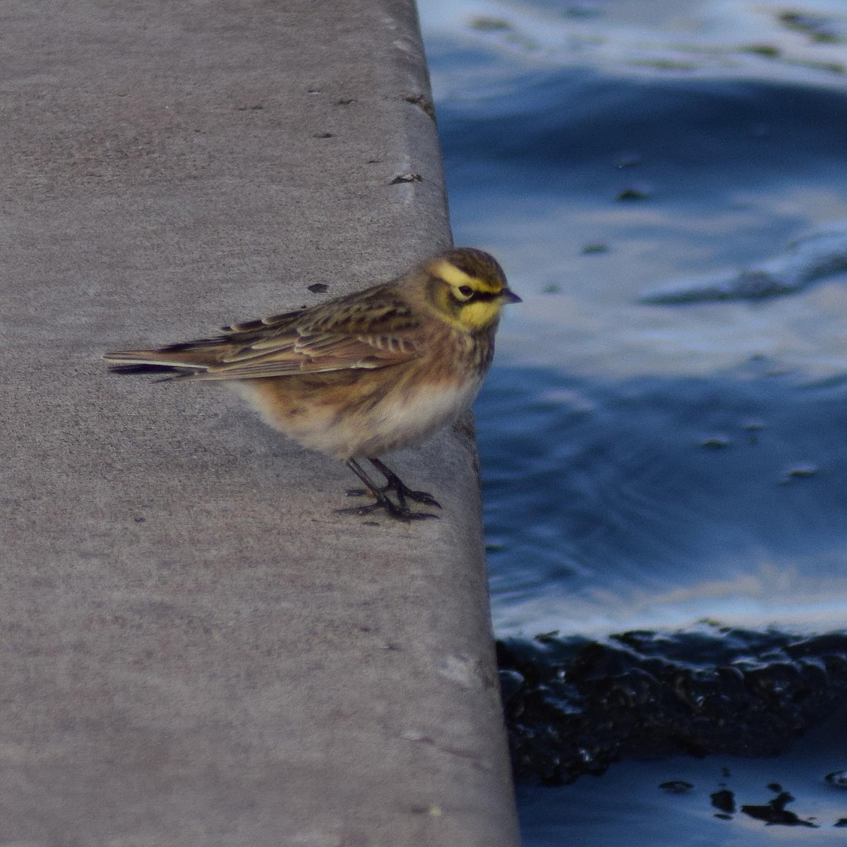 Horned Lark - ML274600431