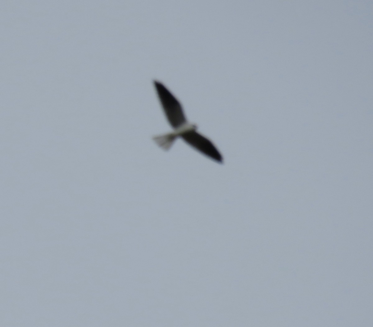 White-tailed Kite - George Chrisman