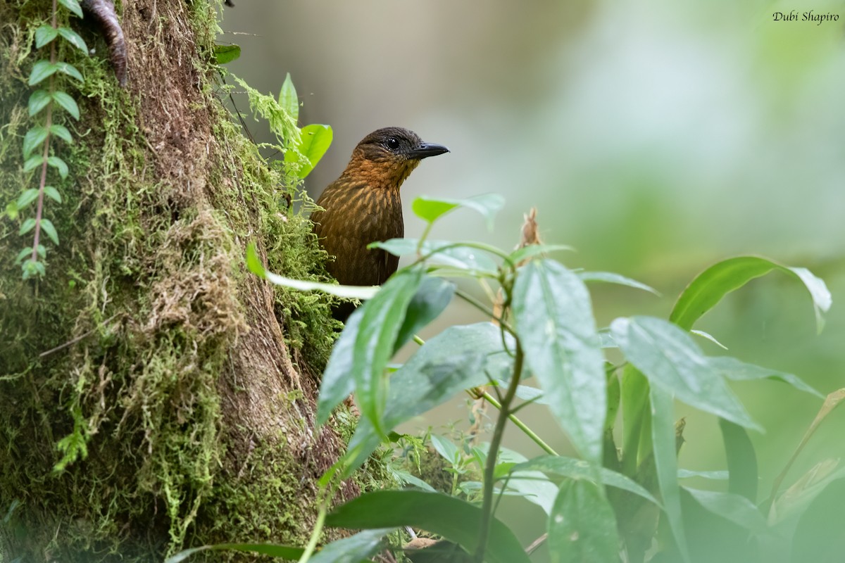 Streak-breasted Treehunter - ML274600641