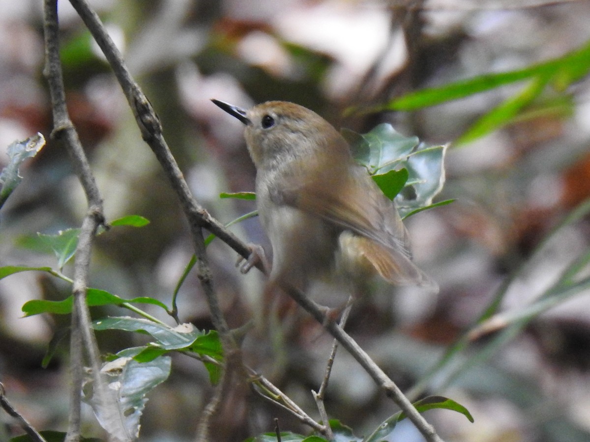 Large-billed Scrubwren - ML274604841
