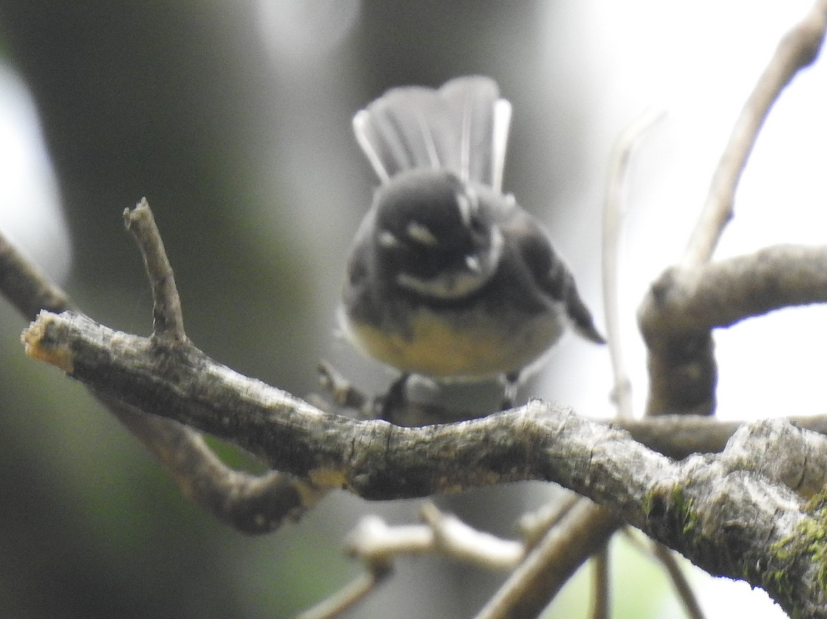 Gray Fantail - ML274605221
