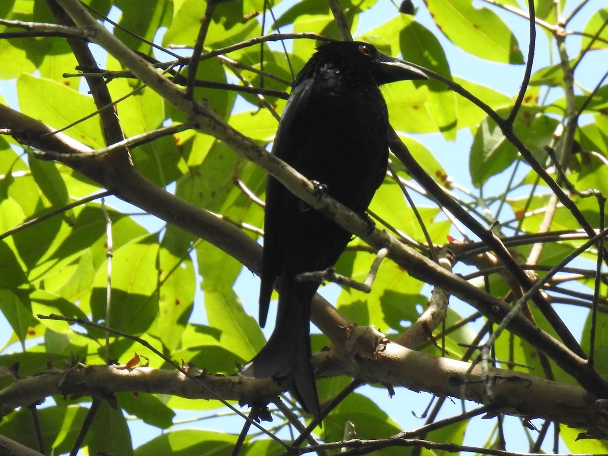 Spangled Drongo - ML274605291