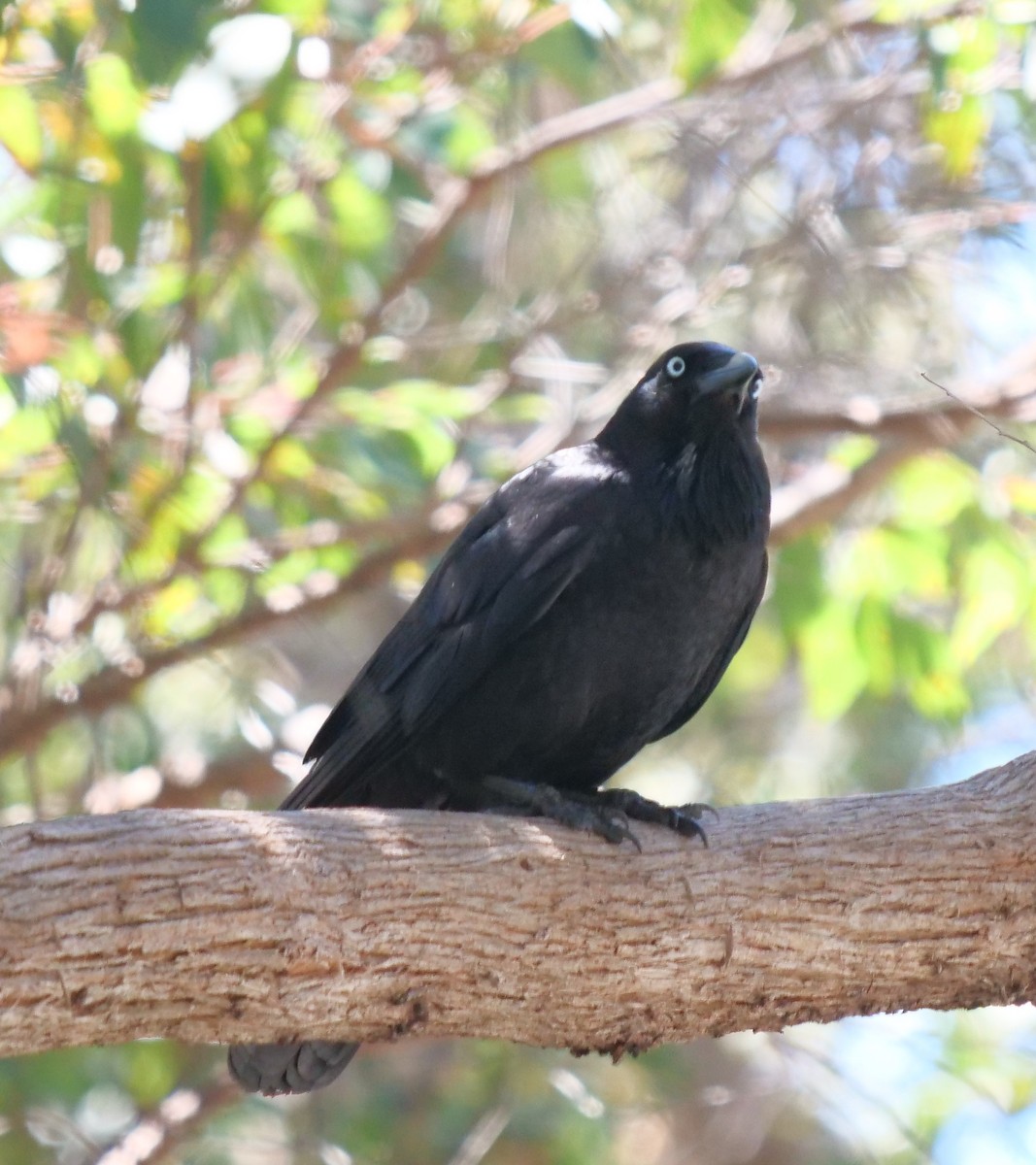 Australian Raven - ML274605721
