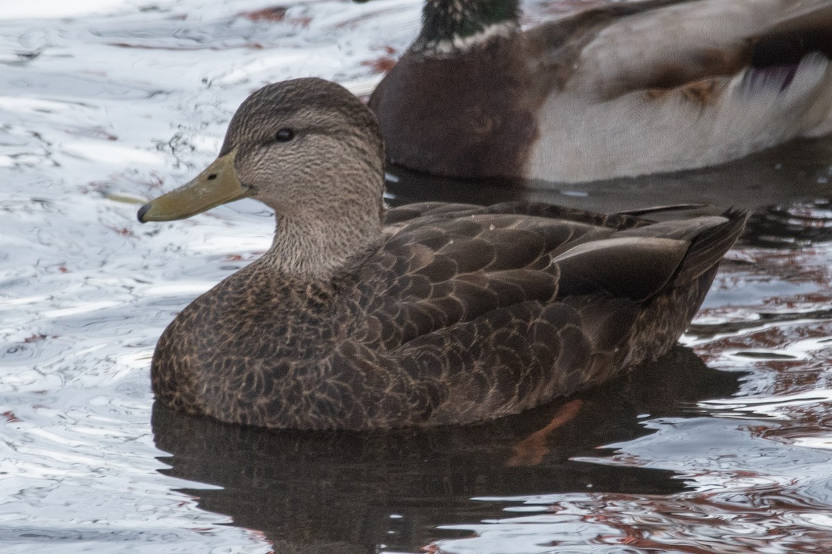 American Black Duck - ML274607041