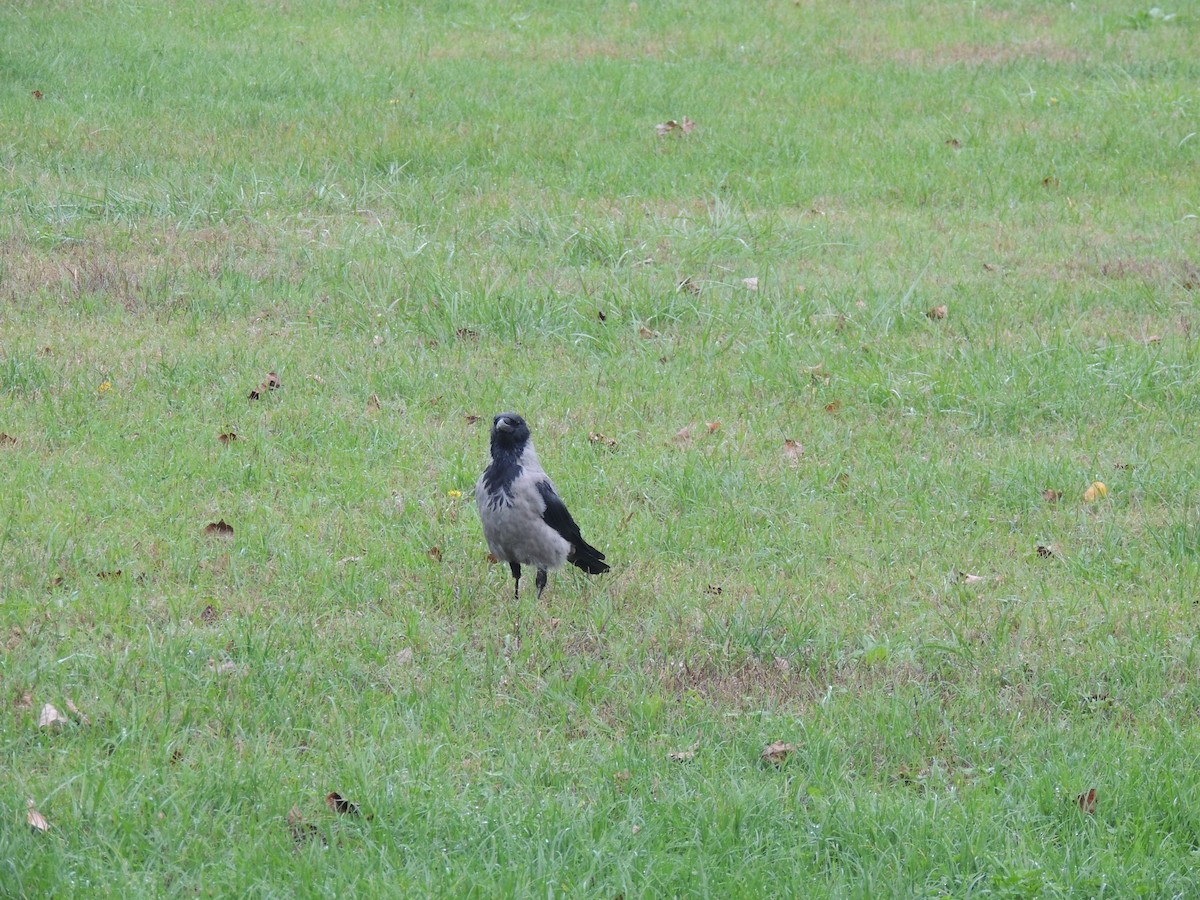 Hooded Crow - Paolo Todeschi