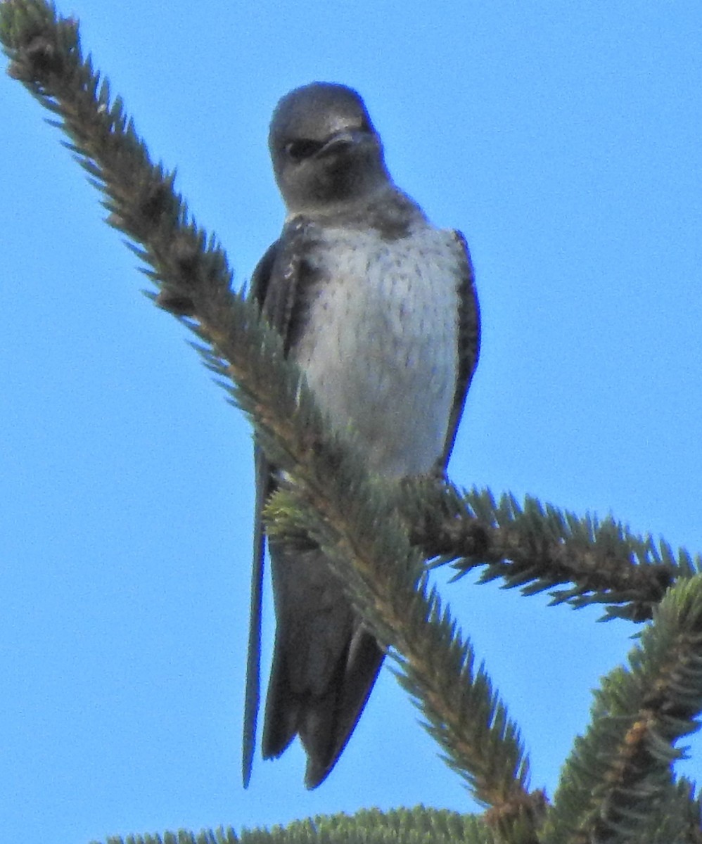 Purple Martin - Laura Burke