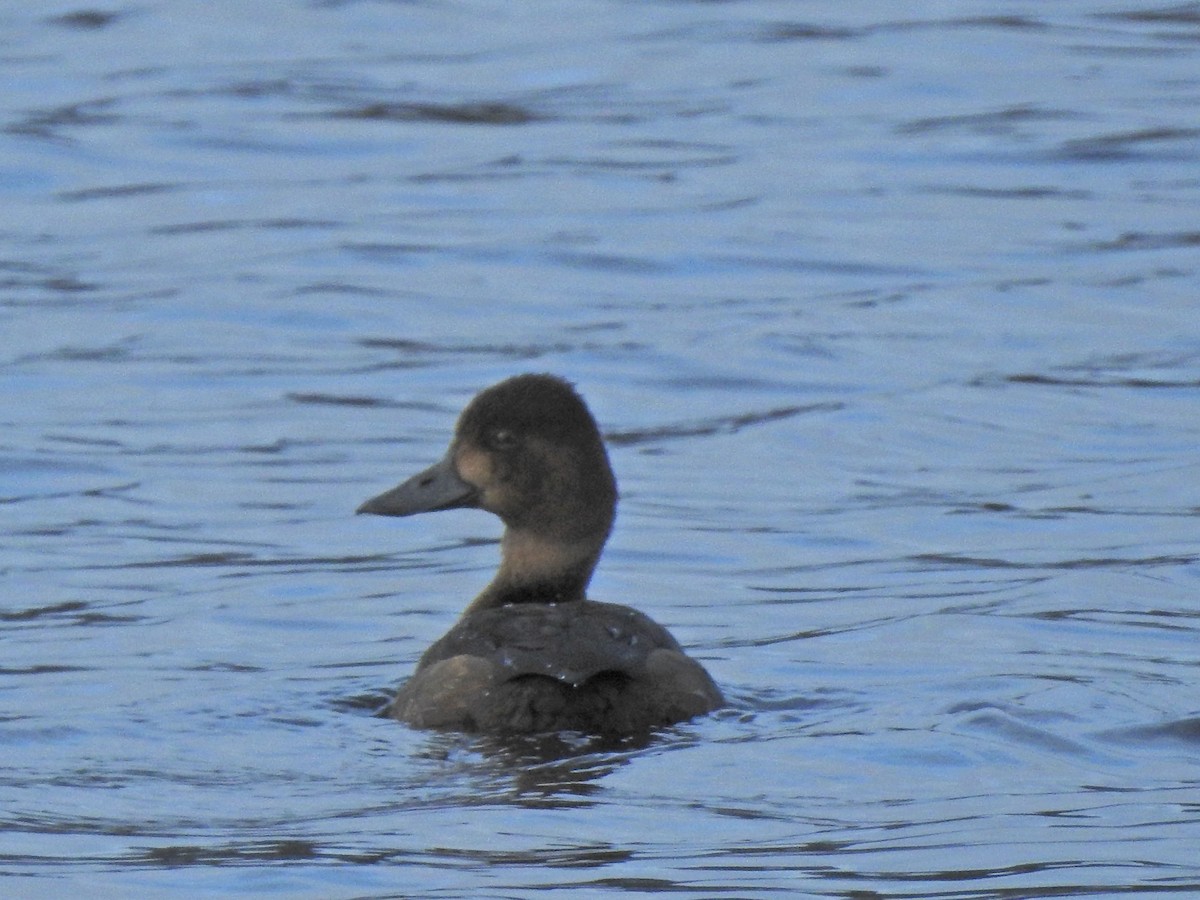 Greater Scaup - ML274609351