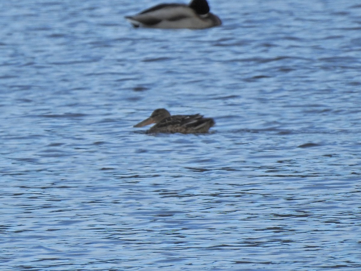 Northern Shoveler - Laura Burke