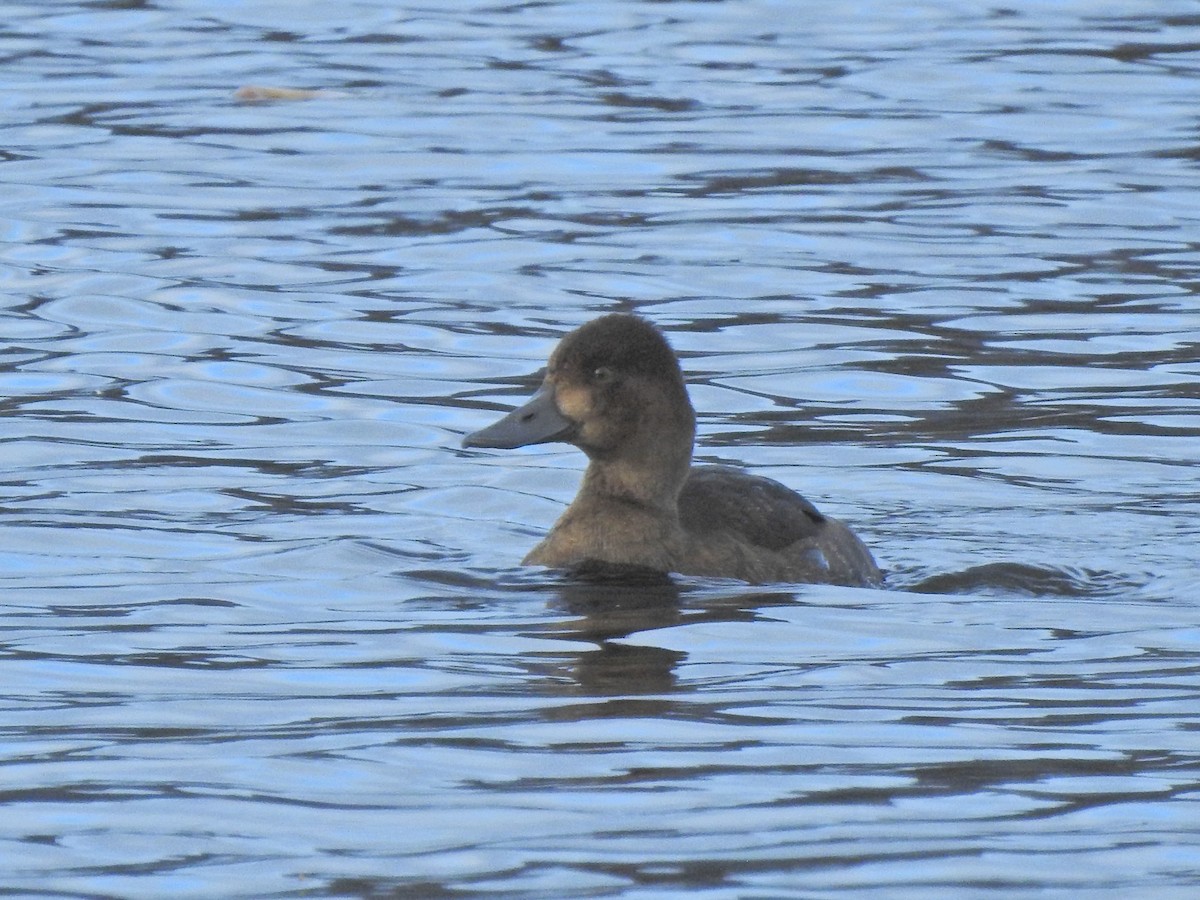 Greater Scaup - ML274609391