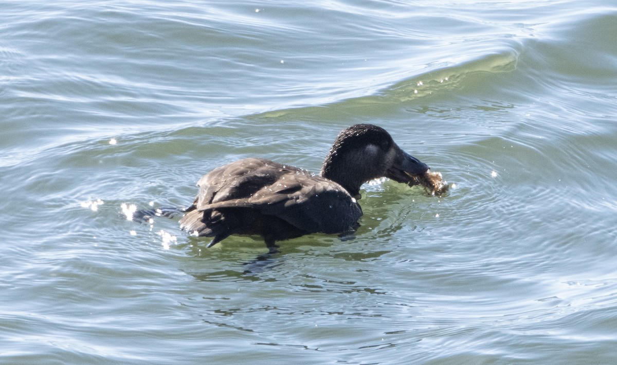 Surf Scoter - ML274611051