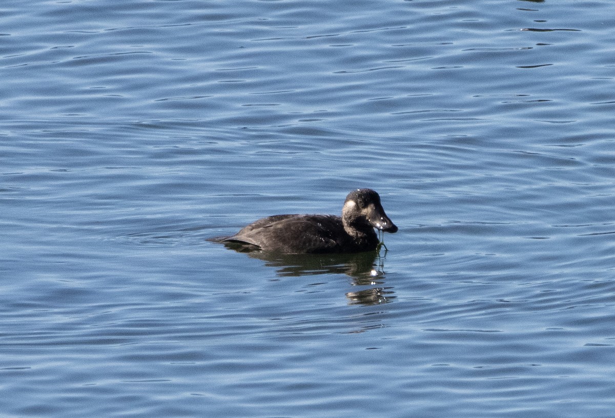 Surf Scoter - ML274611071