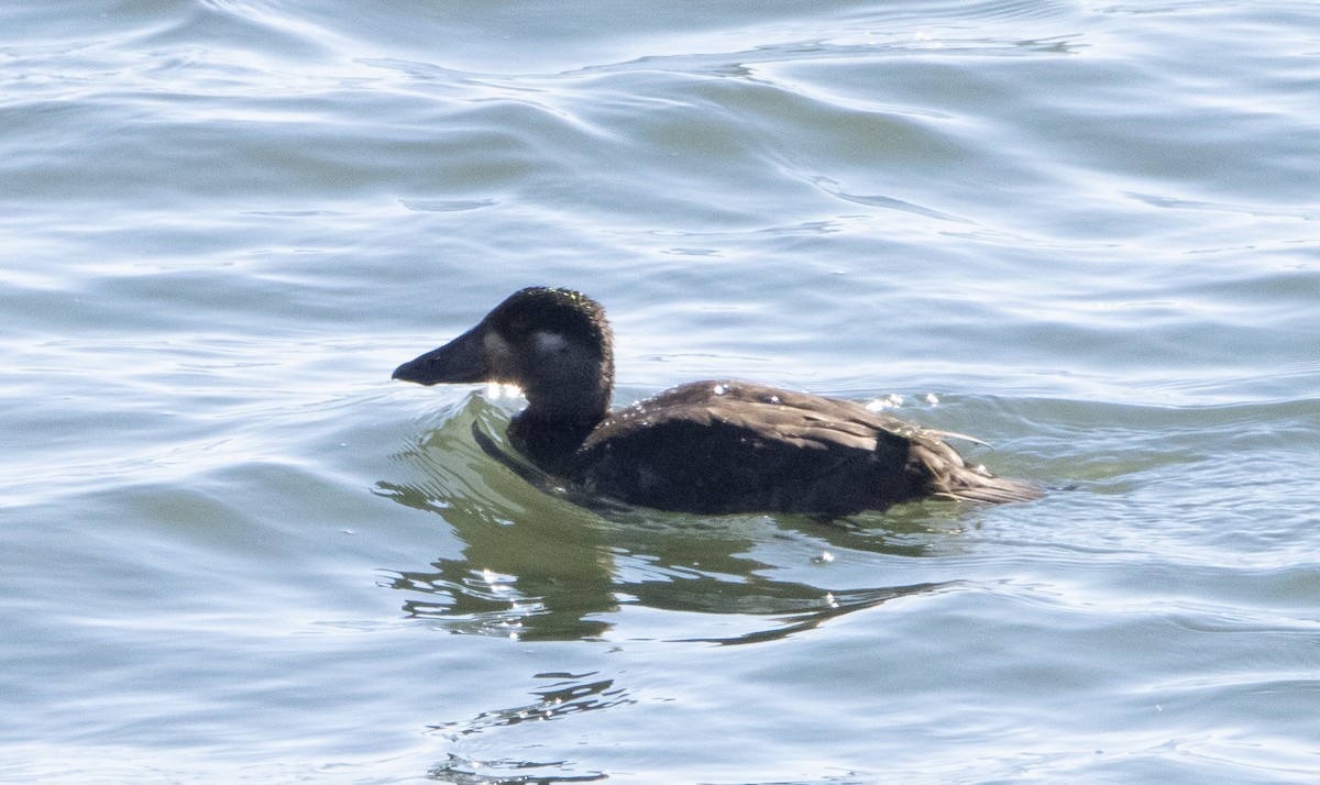 Surf Scoter - ML274611101