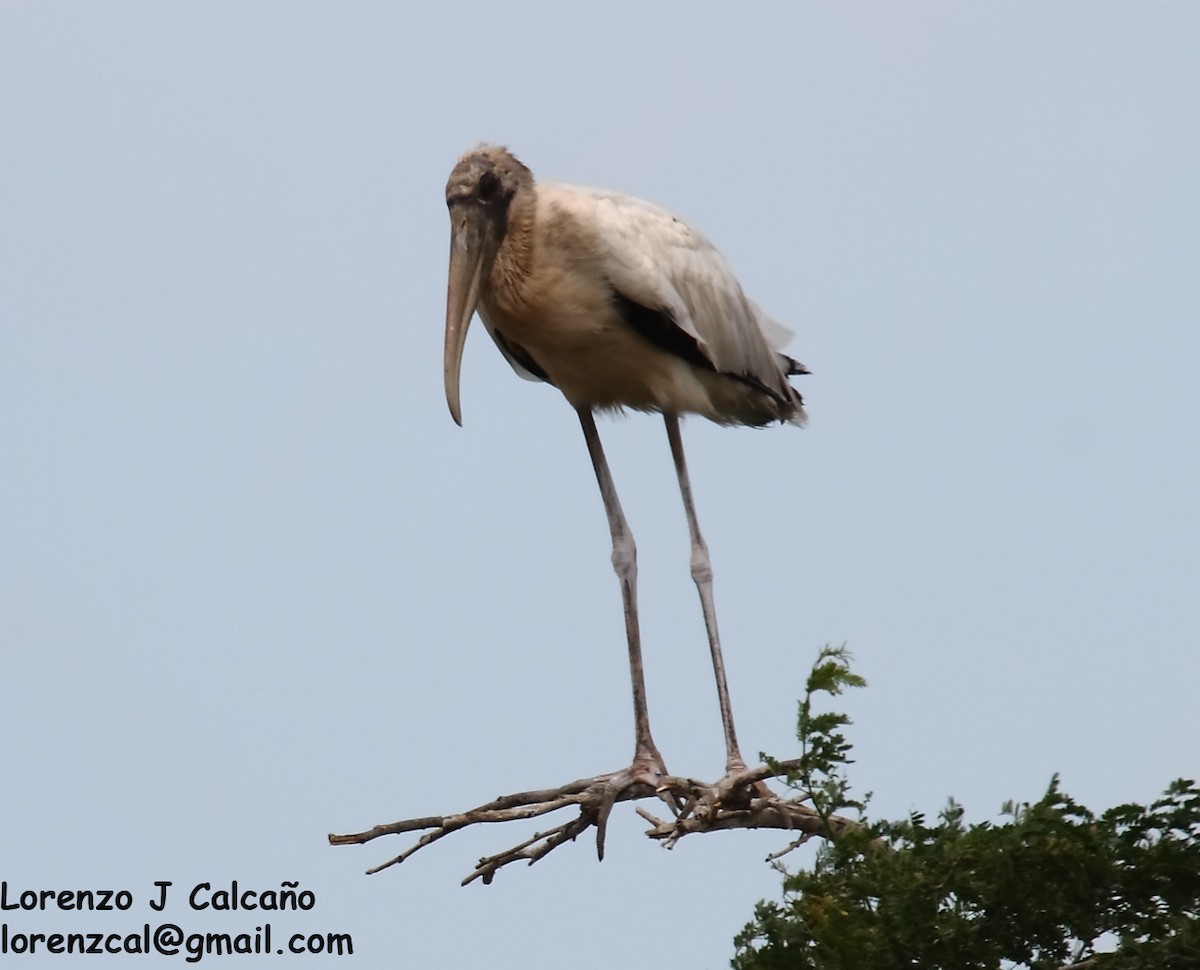 Wood Stork - ML274613041