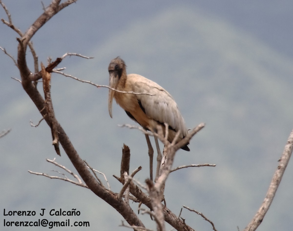 Wood Stork - ML274613051