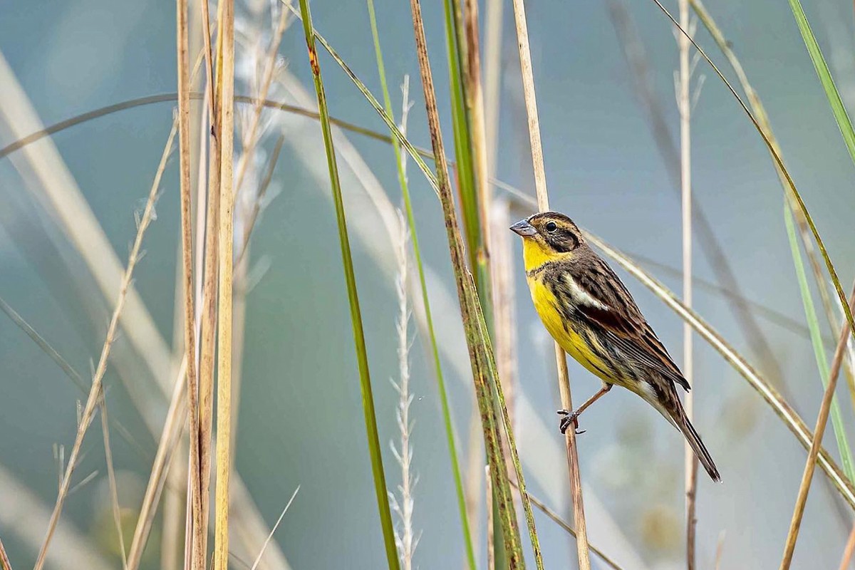 Yellow-breasted Bunting - ML274613081